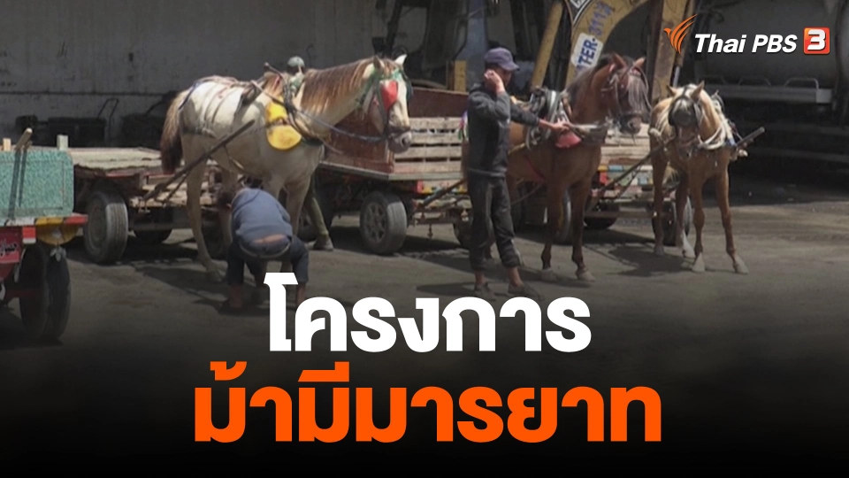 โครงการม้ามีมารยาท