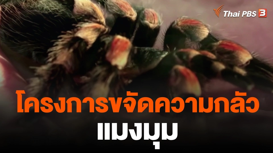 โครงการขจัดความกลัวแมงมุม