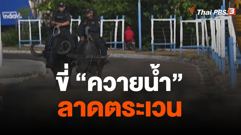 ขี่ "ควายน้ำ" ลาดตระเวน