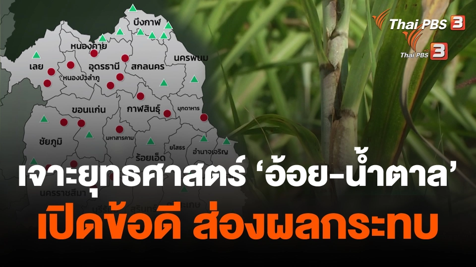 เจาะยุทธศาสตร์ "อ้อย-น้ำตาล" เปิดข้อดี ส่องผลกระทบ