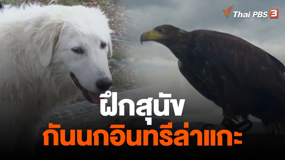 ฝึกสุนัขกันนกอินทรีล่าแกะ