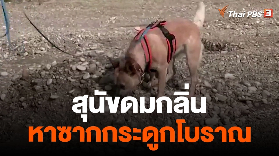 สุนัขดมกลิ่นหาซากกระดูกโบราณ