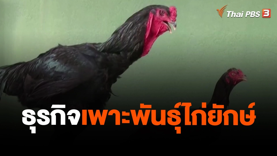 ​ธุรกิจเพาะพันธุ์ไก่ยักษ์