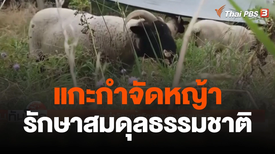 แกะกำจัดหญ้ารักษาสมดุลธรรมชาติ