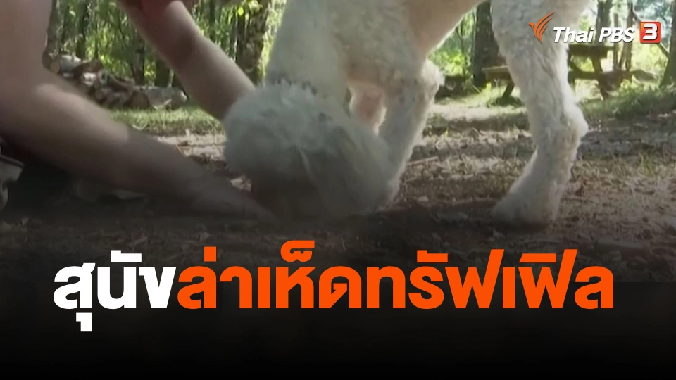 สุนัขล่าเห็ดทรัฟเฟิล