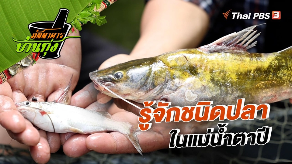 ​คลิปบ้านทุ่ง : รู้จักชนิดปลาในแม่น้ำตาปี