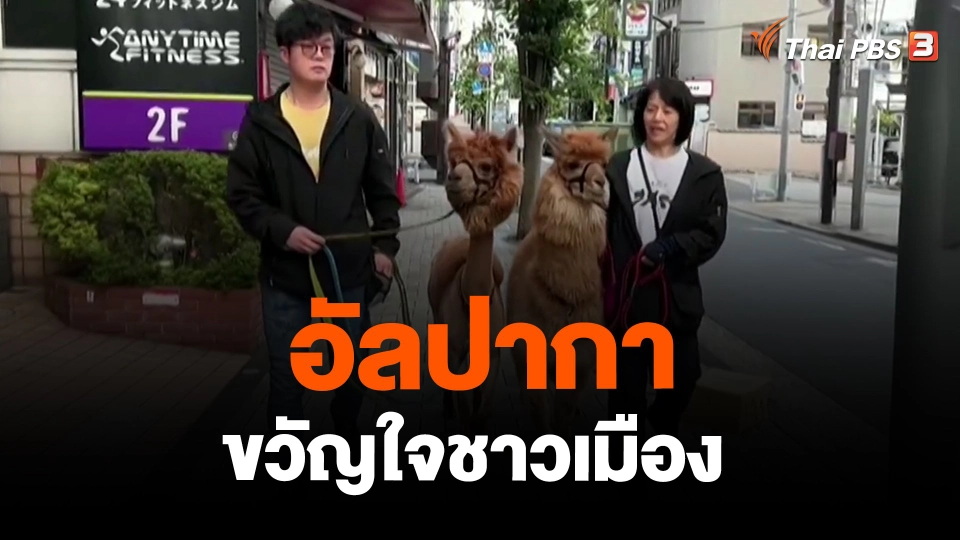 ​อัลปากาขวัญใจชาวเมือง