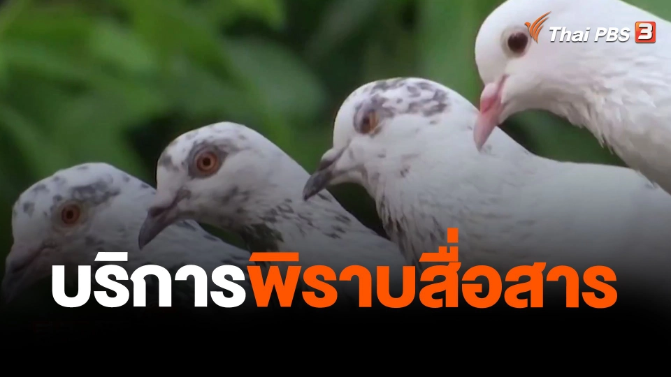 บริการพิราบสื่อสาร