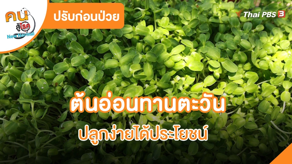 ​ปรับก่อนป่วย : ต้นอ่อนทานตะวัน ปลูกง่ายได้ประโยชน์