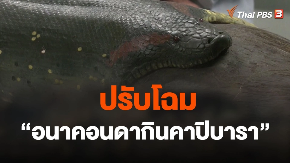 ปรับโฉม "อนาคอนดากินคาปิบารา" ชื่อดัง