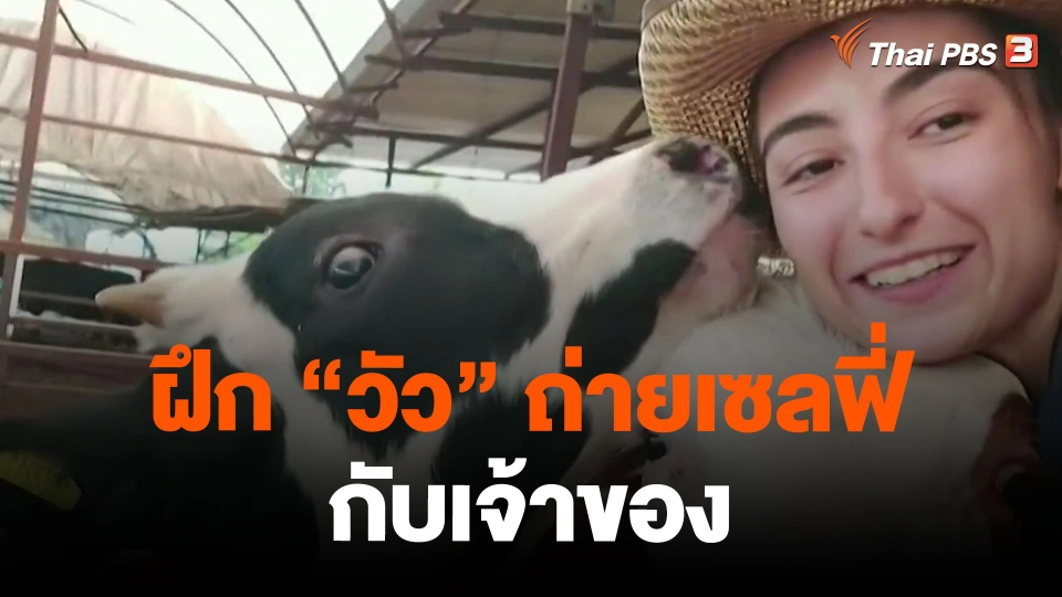 ฝึก "วัว" ถ่ายเซลฟี่กับเจ้าของ