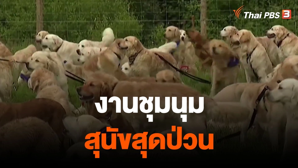 งานชุมนุมสุนัขสุดป่วน