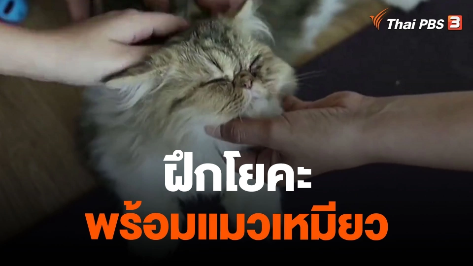 ฝึกโยคะพร้อมแมวเหมียว