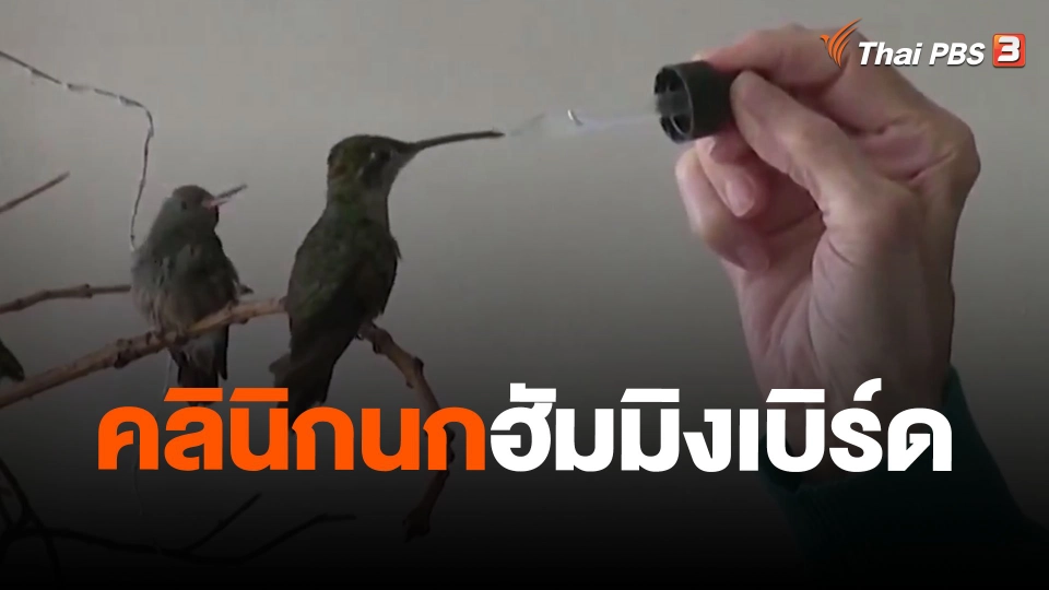 คลินิกนกฮัมมิงเบิร์ด