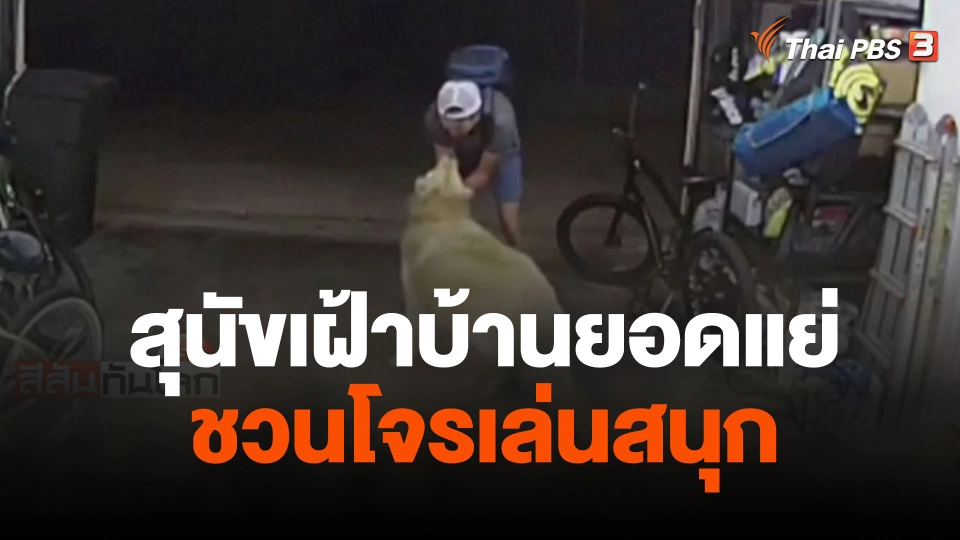 สุนัขเฝ้าบ้านยอดแย่ชวนโจรเล่นสนุก