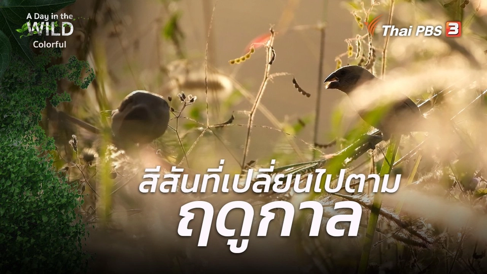 ​วิถีธรรมชาติ : สีสันที่เปลี่ยนไปตามฤดูกาล