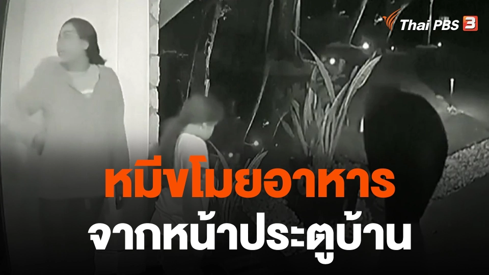 หมีขโมยอาหารจากหน้าประตูบ้าน