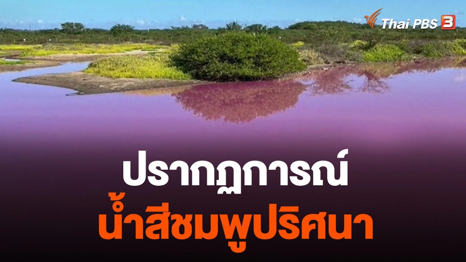 ปรากฏการณ์น้ำสีชมพูปริศนา