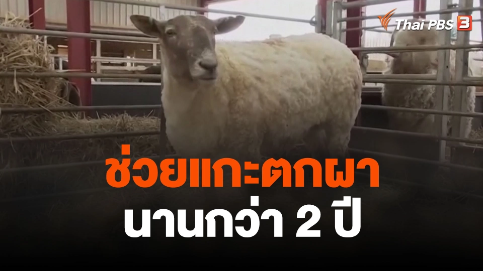 ช่วยแกะตกผานานกว่า 2 ปี