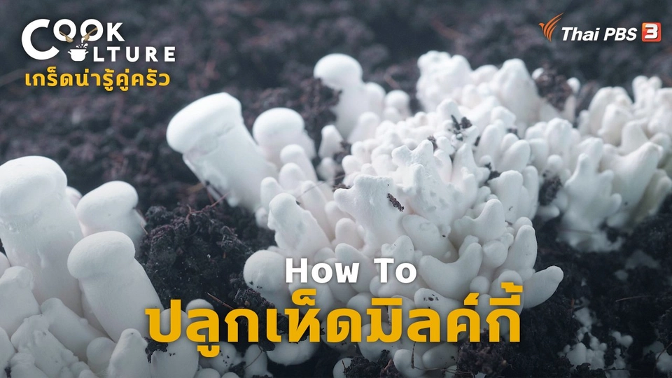 เกร็ดน่ารู้คู่ครัว : How To ปลูกเห็ดมิลค์กี้