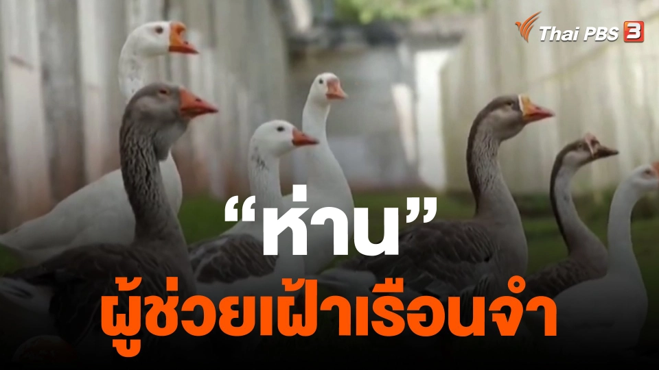 ​"ห่าน" ผู้ช่วยเฝ้าเรือนจำ