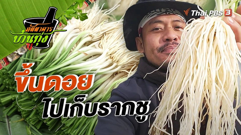 คลิปบ้านทุ่ง : ขึ้นดอยไปเก็บรากชู