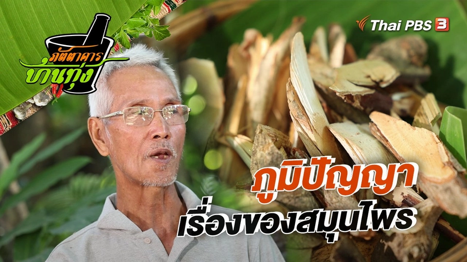 ​คลิปบ้านทุ่ง : ภูมิปัญญาเรื่องของสมุนไพร