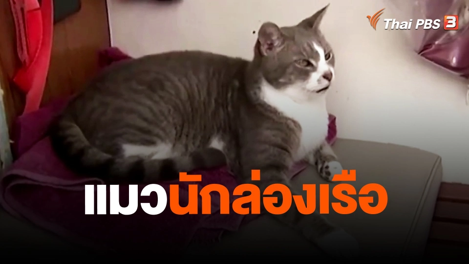 แมวนักล่องเรือ