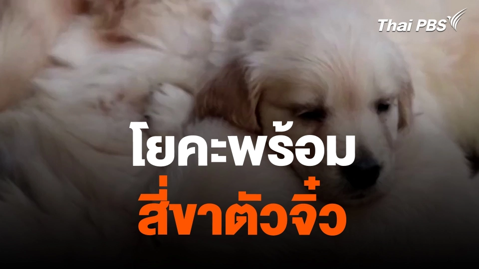 โยคะพร้อมสี่ขาตัวจิ๋ว