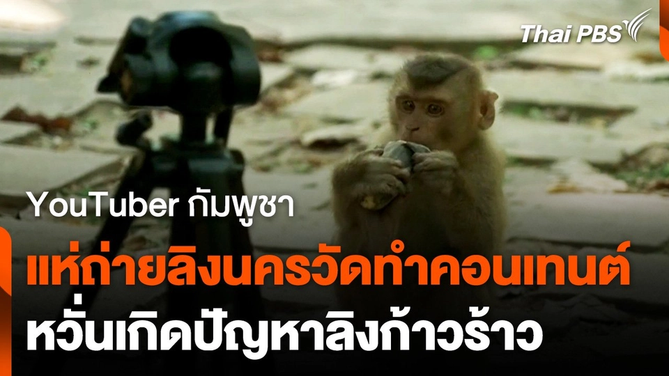 แห่ถ่ายลิงนครวัด ทำคอนเทนต์ หวั่นสร้างปัญหาในกัมพูชา