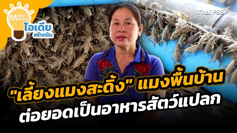 Make Money ไอเดียสร้างเงิน : "เลี้ยงแมงสะดิ้ง" แมงพื้นบ้านต่อยอดเป็นอาหารสัตว์แปลก