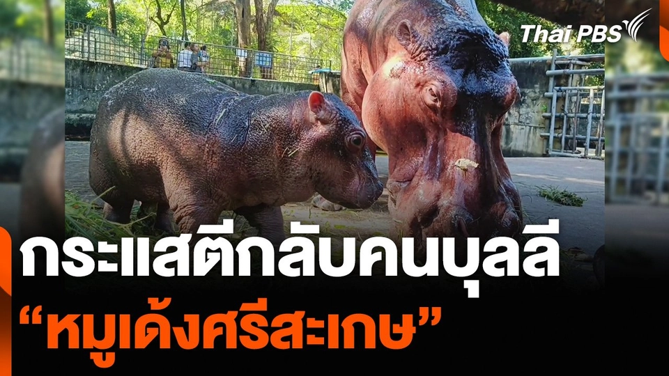 กระแสตีกลับคนบุลลี “หมูเด้งศรีสะเกษ” สวนสัตว์ชวนตั้งชื่อ