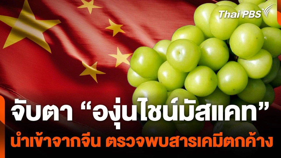 จับตา "องุ่นไชน์มัสแคท" นำเข้าจากจีน ตรวจพบสารเคมีตกค้าง