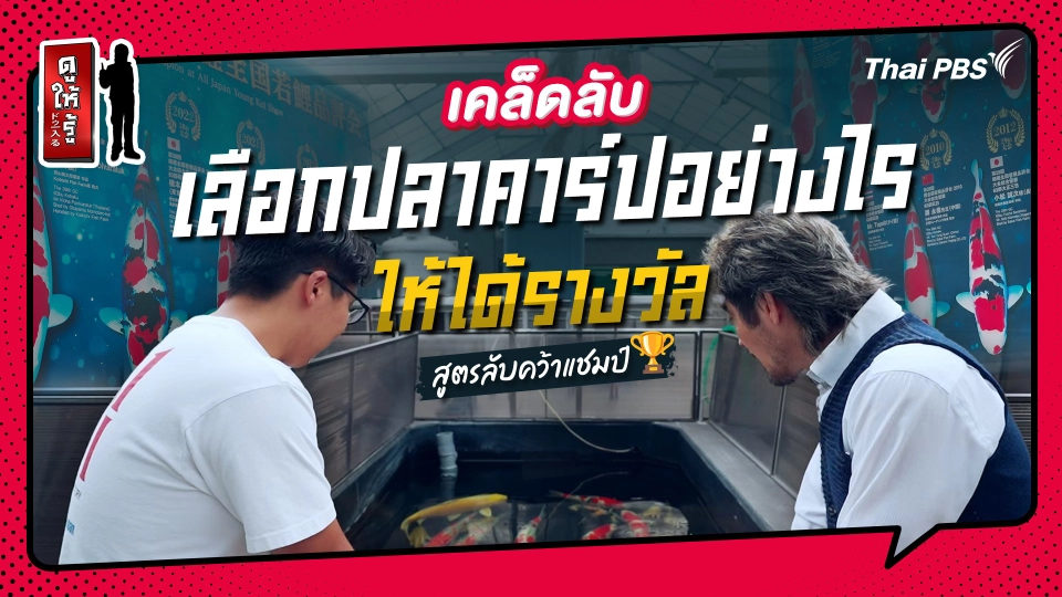 รู้ให้ลึกเรื่องญี่ปุ่น : เลือกปลาคาร์ปอย่างไรให้ได้รางวัล สูตรลับคว้าแชมป์ !