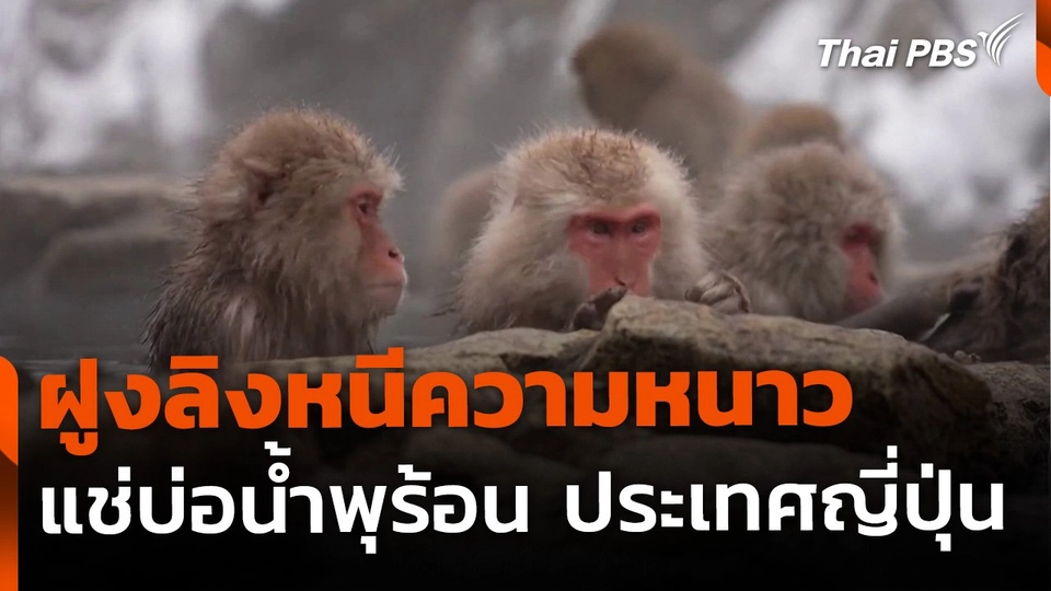 ฝูงลิงแช่บ่อน้ำพุร้อนคลายหนาว