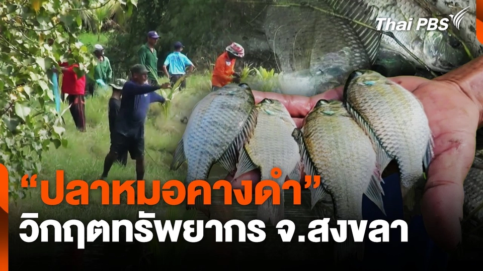 "ปลาหมอคางดำ" วิกฤตทรัพยากร จ.สงขลา