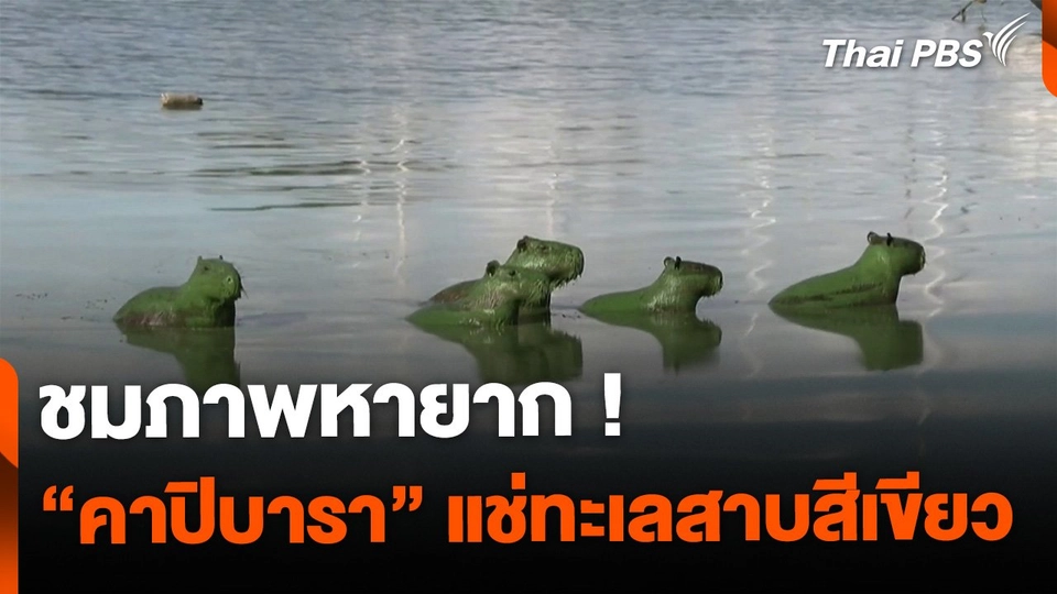 ภาพหายาก "คาปิบารา" แช่ทะเลสาบสีเขียว