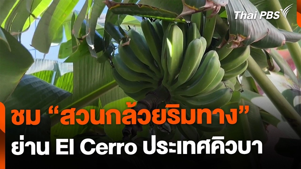 สวนกล้วยริมทางกลางเมือง ย่าน El Cerro ประเทศคิวบา