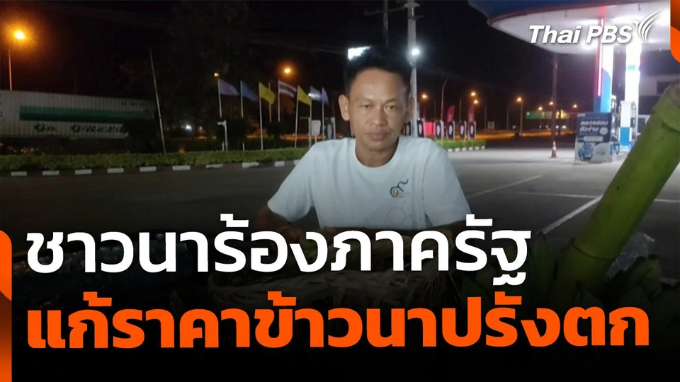 ชาวนา จ.พิจิตร เรียกร้องแก้ราคาข้าวนาปรังตกต่ำ