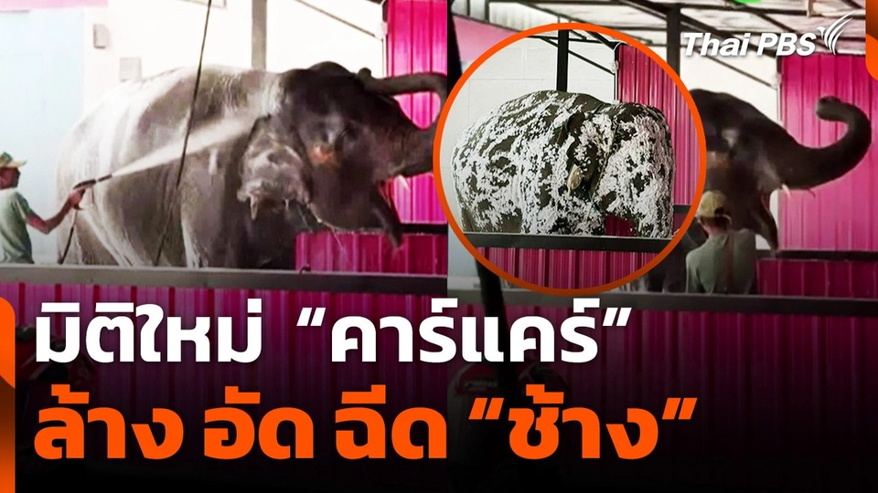 ชาวเน็ตแห่แชร์ความน่ารัก มิติใหม่คาร์แคร์ ล้างอัดฉีดช้าง