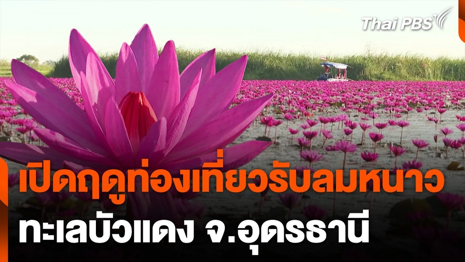 เปิดฤดูกาลท่องเที่ยว "ทะเลบัวแดง" จ.อุดรธานี กระตุ้นเศรษฐกิจคึกคัก