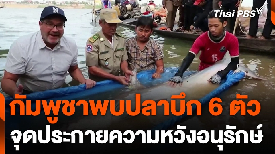 พบปลาบึก 6 ตัว จุดประกายความหวังอนุรักษ์ ที่กัมพูชา