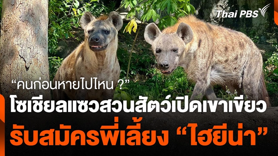 โซเชียลแซวสวนสัตว์เปิดเขาเขียวรับสมัครพี่เลี้ยง "ไฮยีน่า"