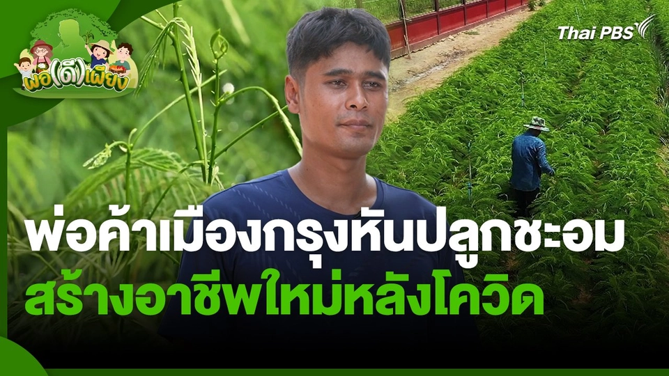 พอดีพอเพียง : พ่อค้าเมืองกรุงหันปลูกชะอม สร้างอาชีพใหม่หลังโควิด