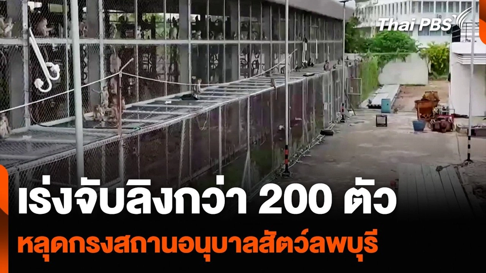เร่งจับลิงกว่า 200 ตัว หลุดกรงสถานอนุบาลสัตว์ลพบุรี