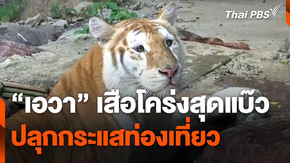 แห่ชม "เอวา" เสือโคร่งสุดแบ๊ว ปลุกกระแสท่องเที่ยว