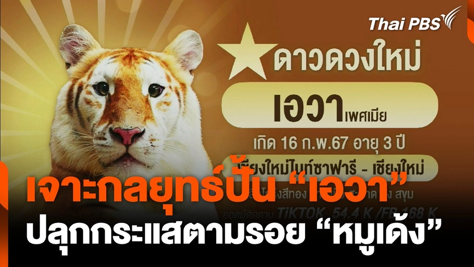 เจาะกลยุทธ์ปั้น "เอวา" ปลุกกระแสตามรอย "หมูเด้ง"