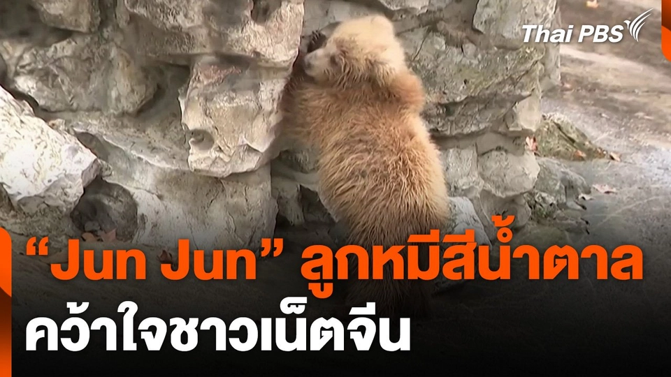 "ลูกหมีสีน้ำตาล" คว้าใจชาวเน็ต ที่จีน