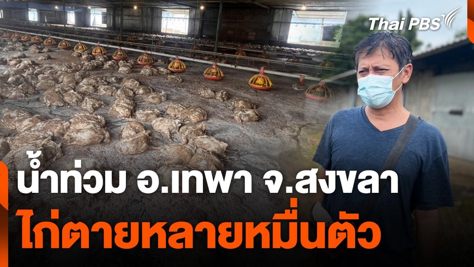 น้ำท่วม อ.เทพา จ.สงขลา ไก่ตายหลายหมื่นตัว