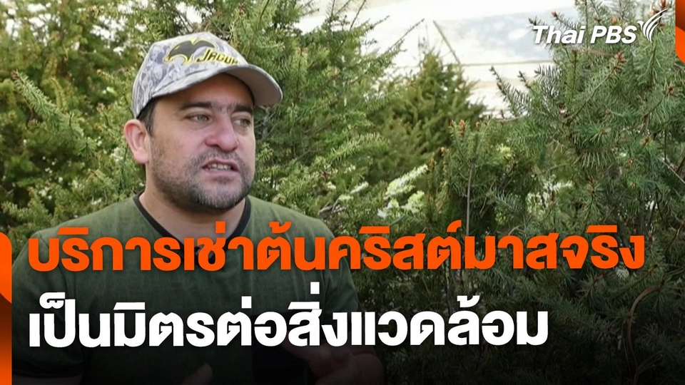 บริการเช่าต้นคริสต์มาส เป็นมิตรต่อสิ่งแวดล้อม